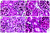 Histology of control and nephritic kidneys. CX3CR1+/+ (a, c) and CX3CR1–/–