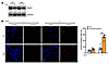 SNHG17 NONO–binding site mutation inhibited DSB repair.