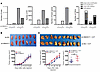 SNHG17 knockdown regulated genome rearrangements in gastric cancer cells.