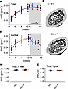 Bone mineral metabolism is normal in Cldn2–/y mice.