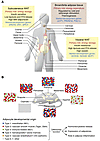 Heterogeneity of adipose tissue at multiple levels.