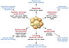 Adipocyte hormones in intertissue communication.