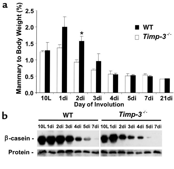 Early loss of milk secretion and β-casein expression in Timp-3–null mamm...