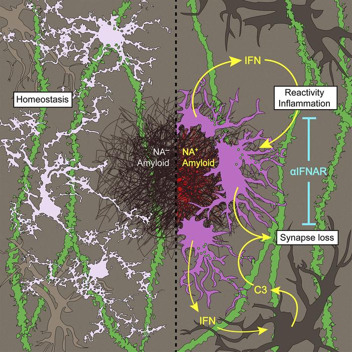 graphical abstract