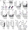 Nucleic acid–containing amyloid activates the IFN pathway by stimulating mi