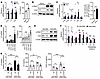 IFN stimulates complement cascade activation.