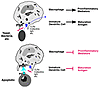 A hypothetical model for the role of a newly described receptor for phospha