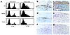 Proliferation and immunohistochemistry of tumor-infiltrating T cells. (a) G