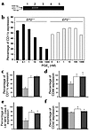 Inhibition of expression of DC markers by PGE2. (a) Characterization of EP2