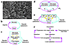 Models of the cross-signaling between obligate parasites and their hosts. (