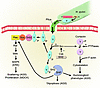 CagA interaction with epithelial cells. H. pylori cells with intact cag isl