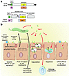 VacA polymorphism and function. (a) VacA polymorphism. The gene, vacA, is a