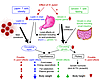 The described effects of H. pylori on leptin and ghrelin, and postulated su