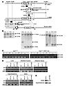 Generation of βHT-IRS2 mice. (A) Schematic representation of the 3 steps in