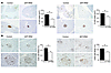 β Cell mass and β cell proliferation were reduced in βHT-IRS2 mice at 8 wee