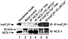 Coimmunoprecipitation of NCS-1 and InsP3