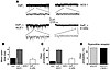 Effect of NCS-1 and the E120Q mutant of NCS-1 on the act