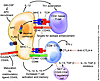 New strategies for second generation vaccines based on cellular immunity. C