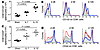 The cytokine rhIL-7 expands both naive and memory/activated CD8+ T cell pop