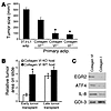 Adipocytes from collagen VI+/– and collagen VI–/– mice are less potent stim