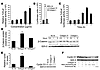 Collagen VI stabilizes β-catenin and cyclin D1. (A) Dose response to increa