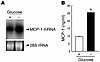 Upregulation of MCP-1 expression in 3T