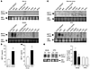 Tissue distribution of MCP-1 mRNA and