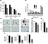 Characterization of adipose tissue of MCP-1 homozygous KO mice fed a high-f