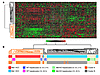 Expression profiles of the Met-regulated genes in HCCs from the LEC data se