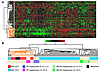 Expression profiles of the Met-regulated genes in HCCs from the Stanford da