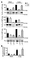 Analysis of GC isoform content in α-KO mice.