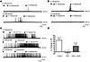 Consecutive whole-cell current clamp recordings from VMH GI neurons.