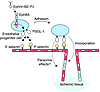 Schematic model showing how EphB4 activation increases adhesion potential o