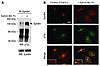 EphB4 activation by ephrin-B2–Fc.