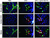 Transplanted EPCs home to the ischemic muscle.