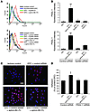 EphB4 activation mediates EPC adhesion through PSGL-1.