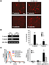 Time-dependent expression of selectins and PSGL-1.