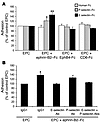 E selectin and P selectin mediate ephrin-B2–Fc–induced EPC adhesion.