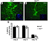 Muscle-specific IKK2 depletion limits the inflammatory response.