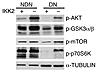 Immunoblot analysis of protein extracts from control (Ikk2f/f) and Ikk2mko