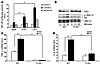 FFAs activate TLR4 signaling.