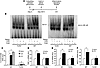 Lipid infusion activates TLR4 signaling in adipose tissue in vivo.