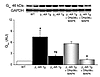 Gsα was increased in LVs of both old β1-AR Tg and old β2-AR Tg mice compare