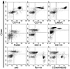 The CD44hi subpopulation expresses markers and genes characteristic of myel