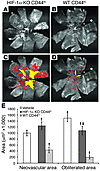 HIF-1α expression is required for myeloid progenitors to mediate repair in