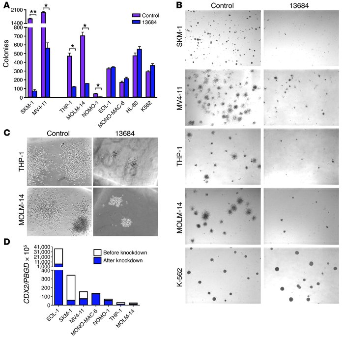 Colony formation of AML cell lines after shRNA-mediated silencing of CDX...