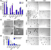 Colony formation of AML cell lines after shRNA-mediated silencing of CDX2 e