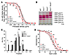 Hematologic characterization of Kcc-KO mice.