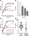 Effect of Ga on P. aeruginosa growth.