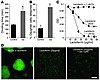 Ga inhibits growth of biofilm-forming cells, stimulates detachment, and its